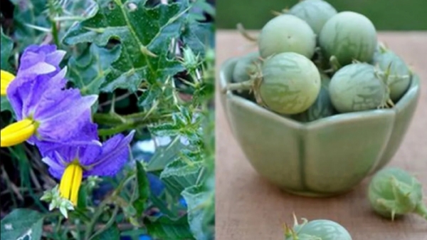 Health Benefits of Kandankathiri Do you know Kandankathiri Leaves are the Fantastic Medicine Health Benefits of Kandankathiri Do you know Kandankathiri Leaves are the Fantastic Medicine