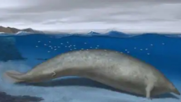  What is Perucetus colossus the biggest whale three times bigger than blue whale