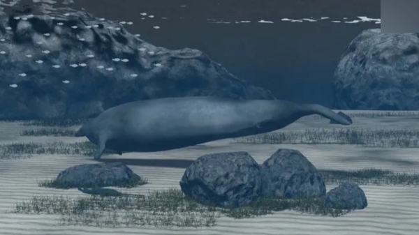  What is Perucetus colossus the biggest whale three times bigger than blue whale
