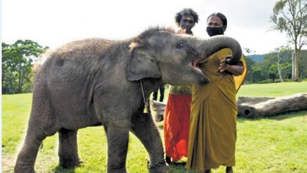 Director didnt even give the money she bought, Oscar couple Bomman and Bellie alleged Director didnt even give the money she bought, Oscar couple Bomman and Bellie alleged