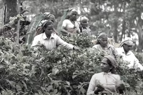 saregamapa little champs Seeman Episode and Asani Biography 