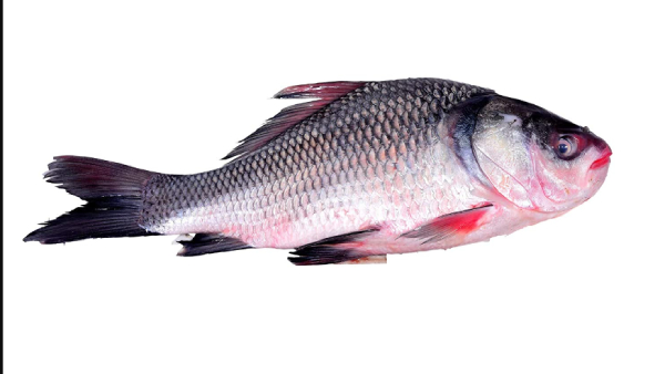 Health Benefits of Katla Fish and Do you know Katla Fish is the Good food for all