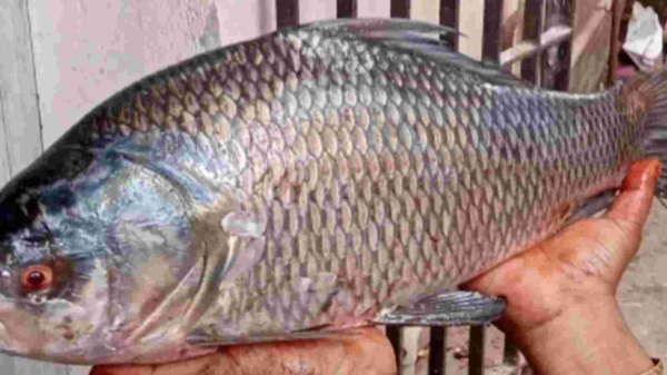 Health Benefits of Katla Fish and Do you know Katla Fish is the Good food for all