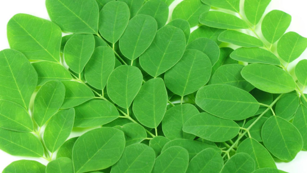 Health Benefits of Drumstick Resin Do you know Drumstick Resin is the Fantastic Medicine