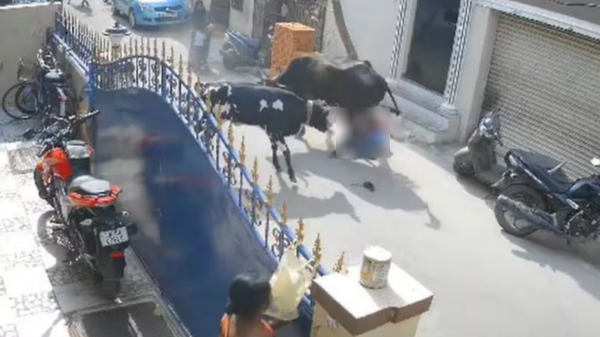 Cow hits a girl brutally at Arumbakkam Corporation Commissioner explains Chennai 