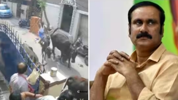 Anbumani demand to control cows in public places in Chennai 