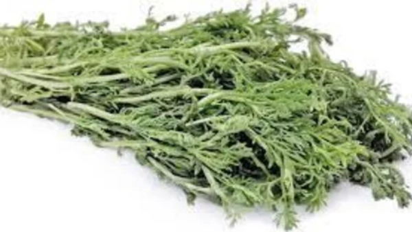 Health Benefits of Marikkozhunthu Leaf and Do you know Marikozhunthu Leaf is the Excellent Medicine Health Benefits of Marikkozhunthu Leaf and Do you know Marikozhunthu Leaf is the Excellent Medicine