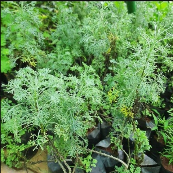 Health Benefits of Marikkozhunthu Leaf and Do you know Marikozhunthu Leaf is the Excellent Medicine Health Benefits of Marikkozhunthu Leaf and Do you know Marikozhunthu Leaf is the Excellent Medicine