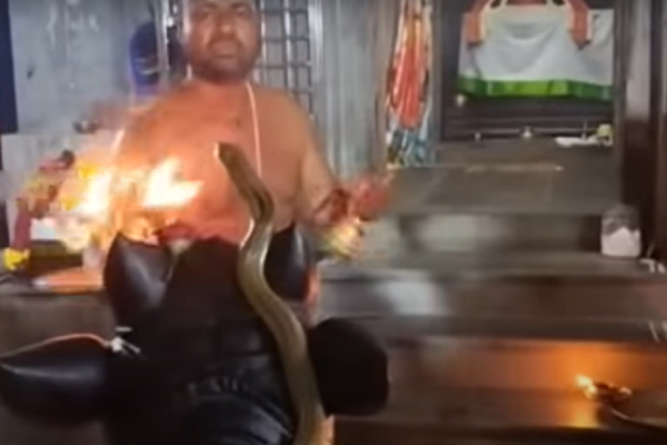 Snake Visit to Aambur Shiva temple Nandi Priest showed Deeparathana 