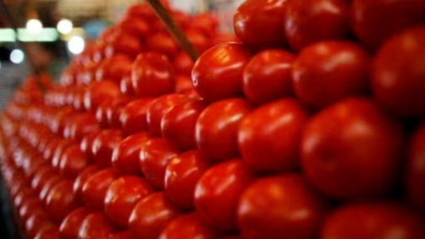 Tomato price in Chennai goes to Rs 40 people gets very happy 