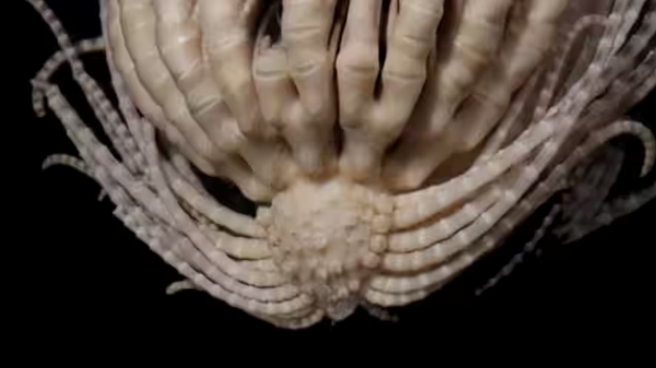 Scientist found Massive sea creature with 20 arms in Antarctic Ocean Scientist found Massive sea creature with 20 arms in Antarctic Ocean