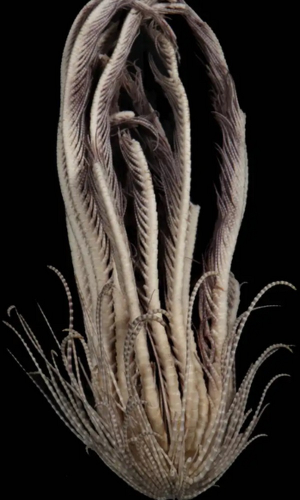 Scientist found Massive sea creature with 20 arms in Antarctic Ocean Scientist found Massive sea creature with 20 arms in Antarctic Ocean