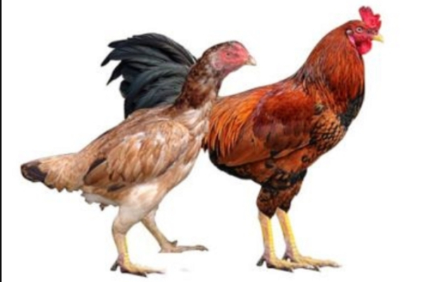 Do you know the Health benefits of Naattu Kozhi and what are the Medicinal uses of Country Chicken Do you know the Health benefits of Naattu Kozhi and what are the Medicinal uses of Country Chicken