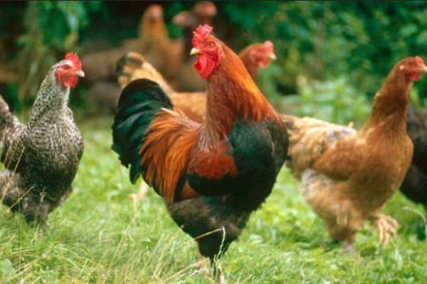 Do you know the Health benefits of Naattu Kozhi and what are the Medicinal uses of Country Chicken Do you know the Health benefits of Naattu Kozhi and what are the Medicinal uses of Country Chicken