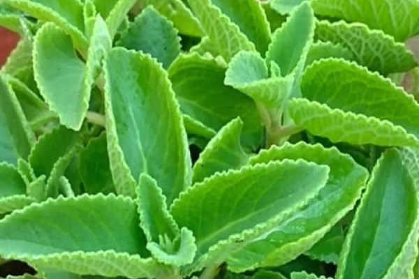 Health Benefits of Karpooravalli Keerai and Do You know Karpooravalli Leaf is the Best food for Lungs Health Benefits of Karpooravalli Keerai and Do You know Karpooravalli Leaf is the Best food for Lungs