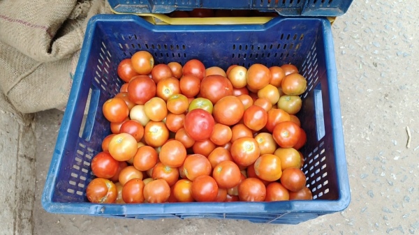 1500 per box of tomato, which has come down to 450 rupees in theni 