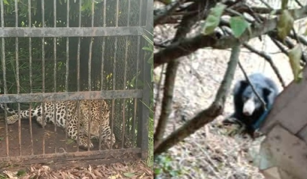 A bear follows a leopard on the Tirupati mountain pass Devotees are shocked 