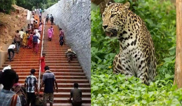A bear follows a leopard on the Tirupati mountain pass Devotees are shocked 