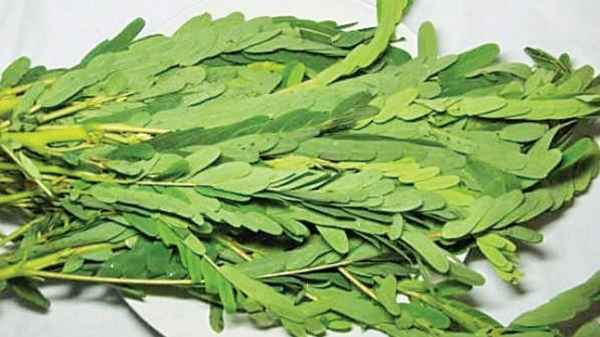 Do you know Excellent Health Benefits of Agathi Keerai and what are the Super Uses of Agathi Keerai Do you know Excellent Health Benefits of Agathi Keerai and what are the Super Uses of Agathi Keerai