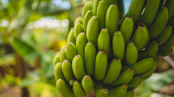 Health Benefits of Vazhaikkai and Do you know what are the Excellent uses of Raw Banana