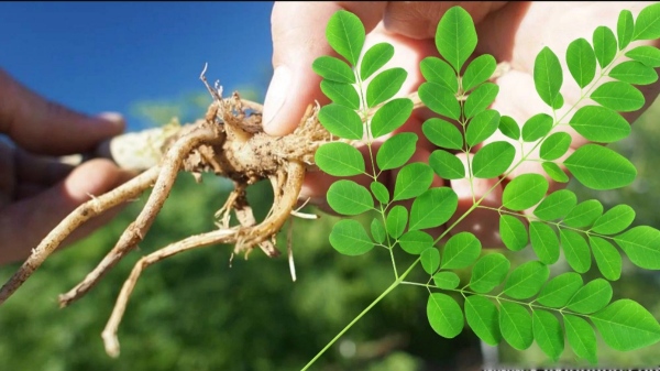  Do you know about Excellent Moringa Root and Excellent Health Benefits of Drumstick Roots