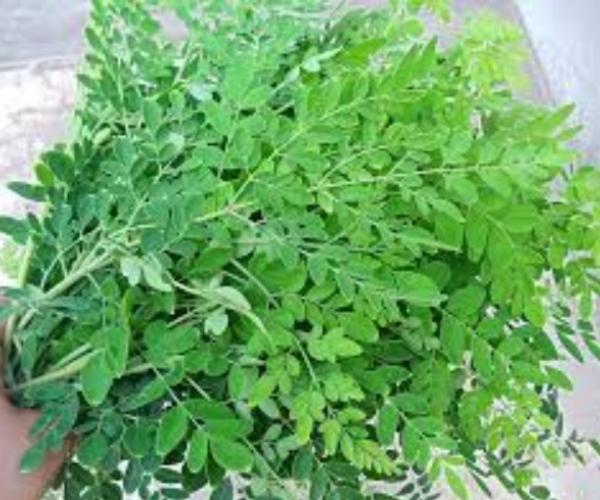  Do you know about Excellent Moringa Root and Excellent Health Benefits of Drumstick Roots