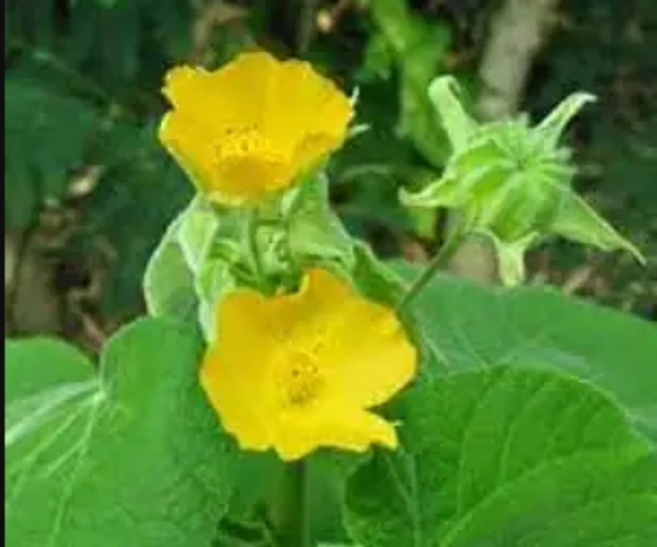 Do you Know Thuthi Keerai is Best Medicine for Piles and Excellent Health Benefits of Thuthi Keerai 