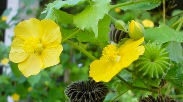 Do you Know Thuthi Keerai is Best Medicine for Piles and Excellent Health Benefits of Thuthi Keerai 