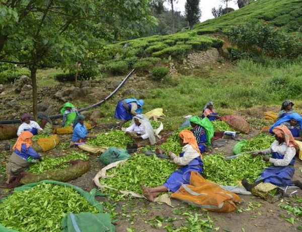  Karnataka plantations faced a Labour shortage some blames poll freebies