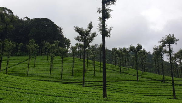 Forest Department has banned entry to Valparai in Coimbatore from 6 pm to 7 am 