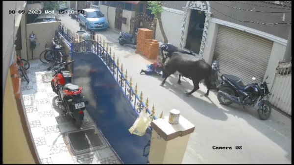 Horrifying Video Two Cows Brutally Attack Schoolgirl at Chennai MMDA Netizens comment 