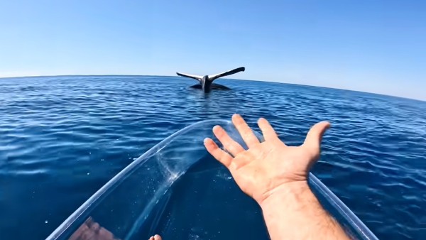  Humpback whale sticking straight out of the ocean surface