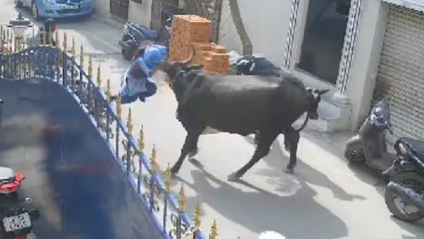 Doctor explains health condition of 9 years girl attacked by cow in chennai 