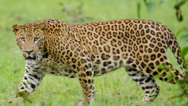 A leopard that killed a girl on Tirupati Hill was caught in a cage A leopard that killed a girl on Tirupati Hill was caught in a cage