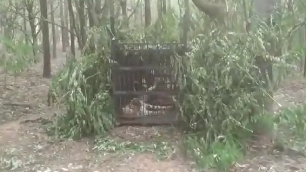 A leopard that killed a girl on Tirupati Hill was caught in a cage A leopard that killed a girl on Tirupati Hill was caught in a cage