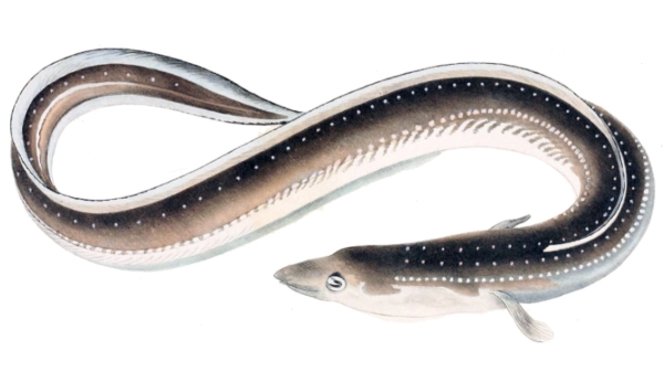 Health Benefits of Vilangu Fish and Do you know why we should not use Eel Fish