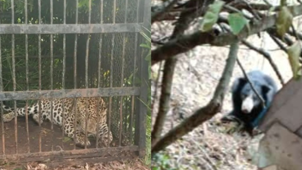 Tirupati Alipiri mountain pass not only leopards bear, wild boars attention devotees! 