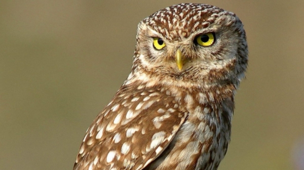 Owl dreams and Meaning Tamil: Sagunam sastiram Owl sound good or bad 