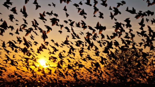  Why birds commit suicide in this most mysterious village near Assam