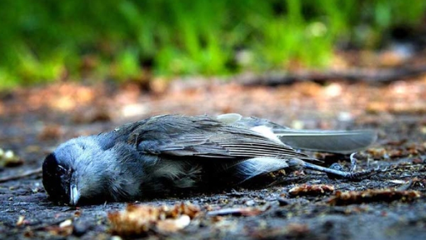  Why birds commit suicide in this most mysterious village near Assam