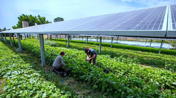 Tamilnadu government issued an ordinance regarding free electricity connection for agriculture through solar energy 