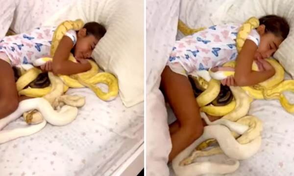 Heartbreaking snake video and and little Cute Girl calm sleeping with snakes 