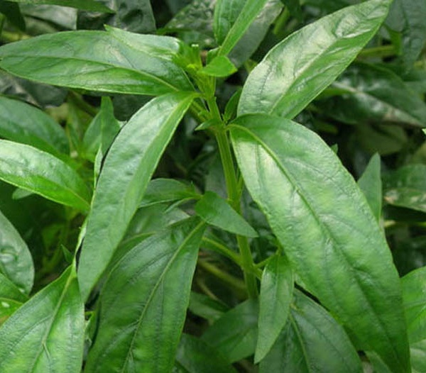 Health Benefits of Naval Fruit and Do you know how to use Naval Fruit Leaves 