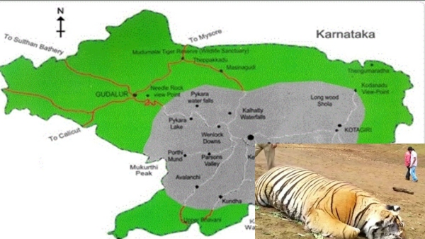 Nilgiris Tiger mysteriously incident and what happened to the 2 tigers Avalanche