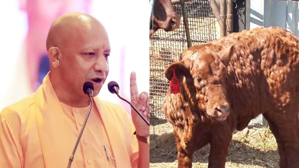 Lumpy Virus: Uttar Pradesh CM Yogi Adityanath order to Banning Inter-State Cattle Transportation 
