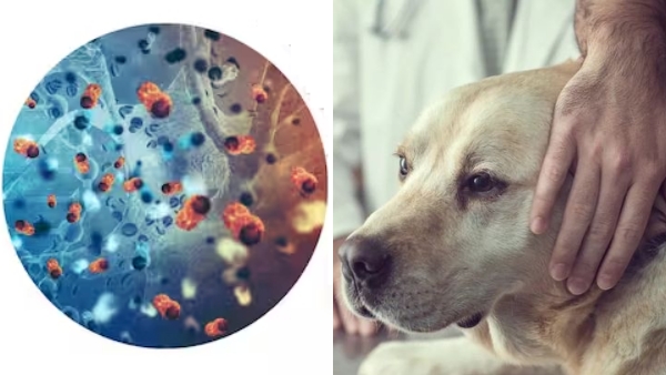 What is Brucella Canis the Incurable Dog Disease that Spreads To Humans In England What is Brucella Canis the Incurable Dog Disease that Spreads To Humans In England