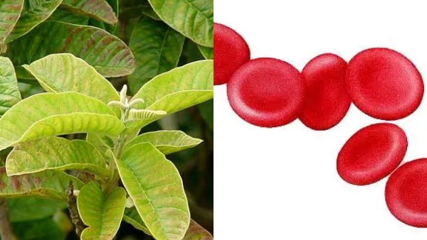 Do you know Health Benefits of Guava Leaf and Guava Fruits is the Best Tips for weight loss Do you know Health Benefits of Guava Leaf and Guava Fruits is the Best Tips for weight loss