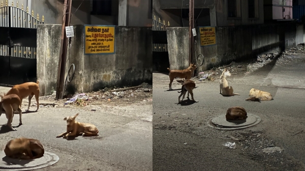  Do you ride a bike in Chennai after 10 pm? street dogs gang threatening 
