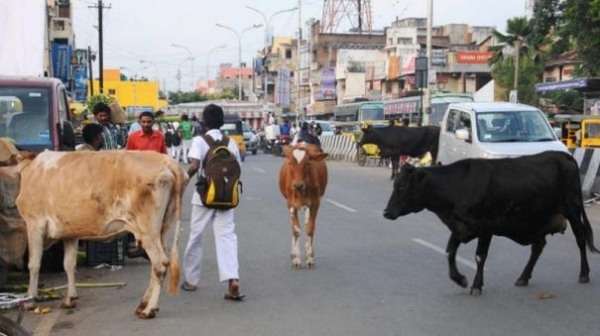 A new vehicle to catch the cows obstructing the traffic: Trichy Corporations crazy decision 