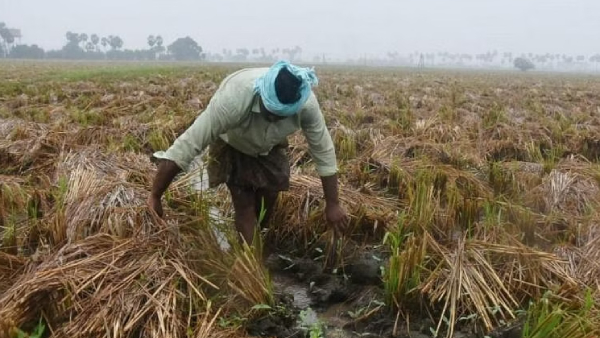Mettur dam water level in continuous decline Paddy crops withering Will farmers get relief? 